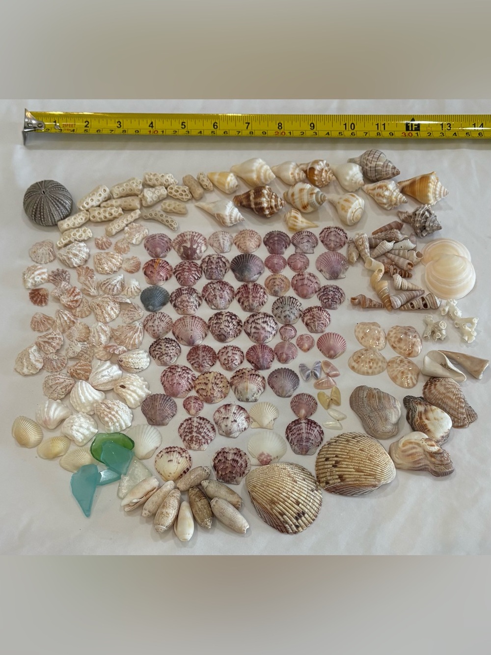 165 MIX SEASHELLS SHELLS SMALLER SIZE SANIBEL, FLORIDA CRAFT /COLLECTER LOT